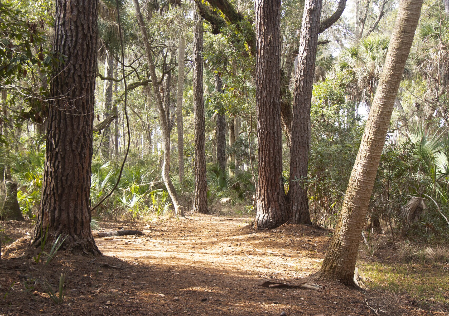 along a path at the preserve