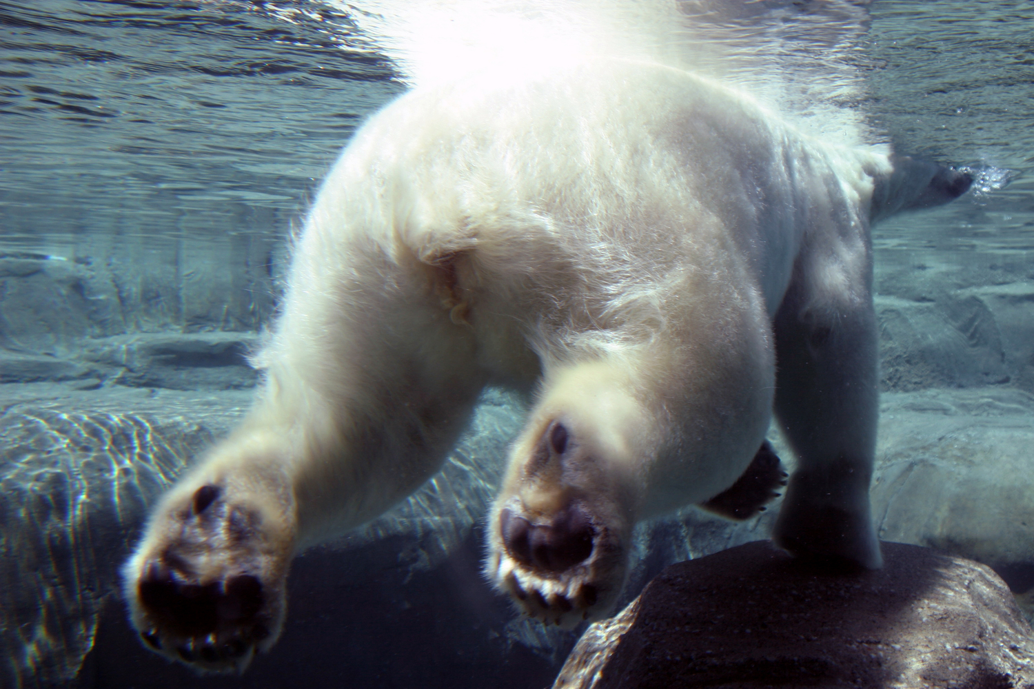 swimming polar