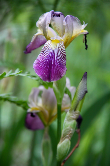 bpu_Marsh Iris_ 162