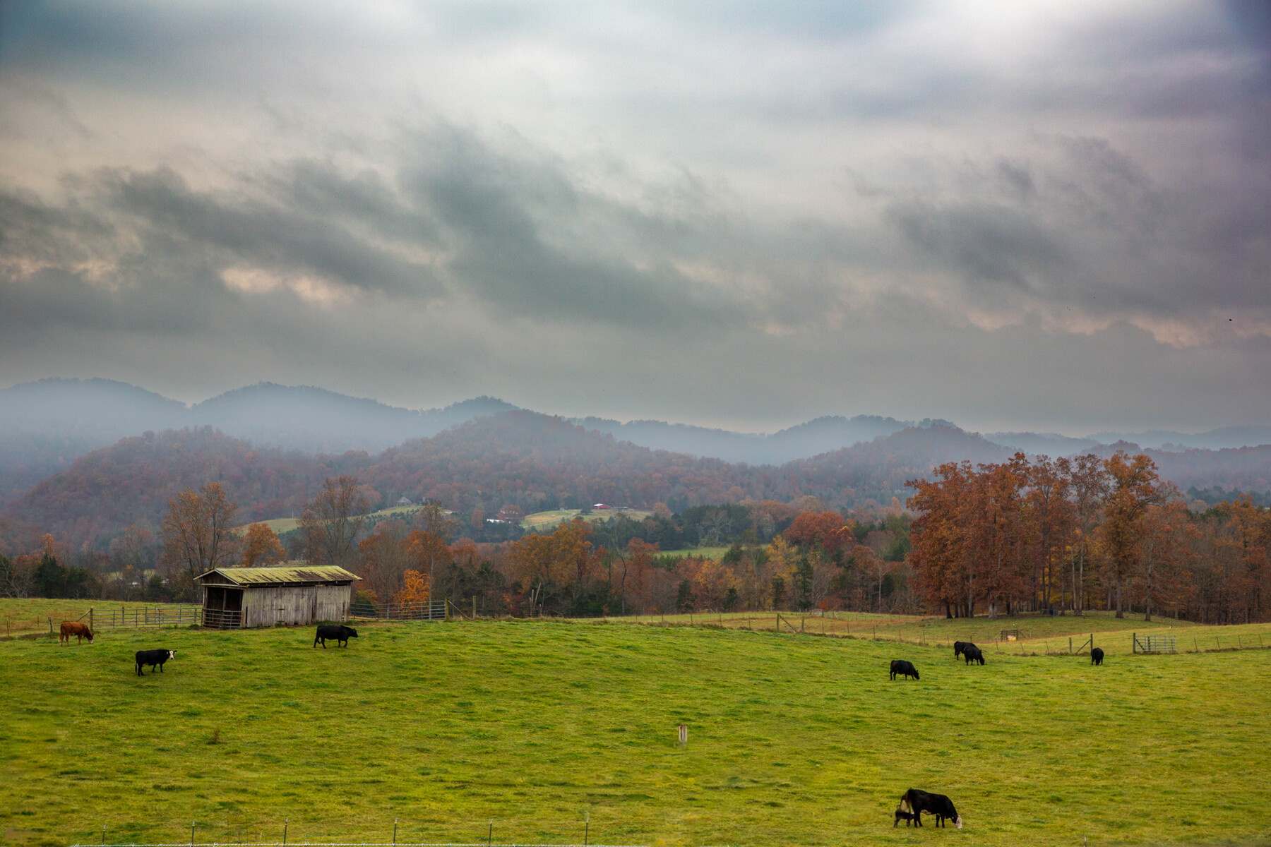 cow pasture in the hills