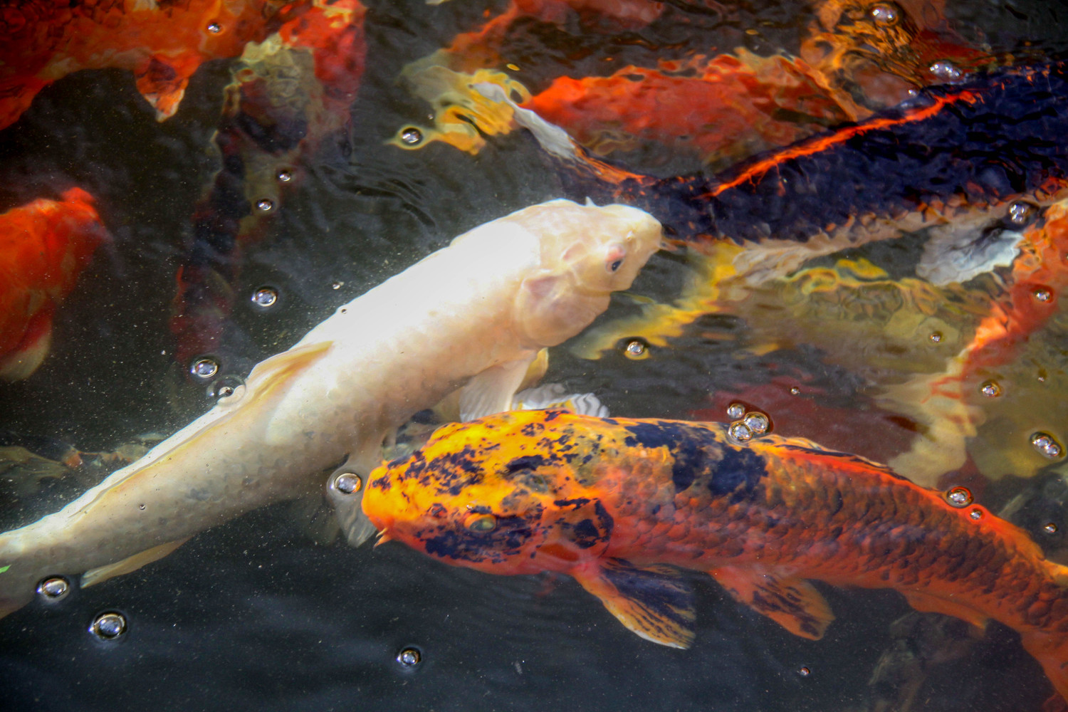 koi pond