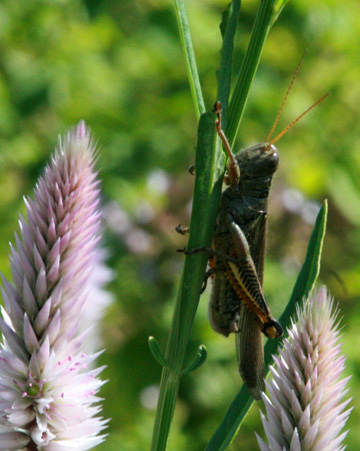 3_ins_Grasshopper_8824