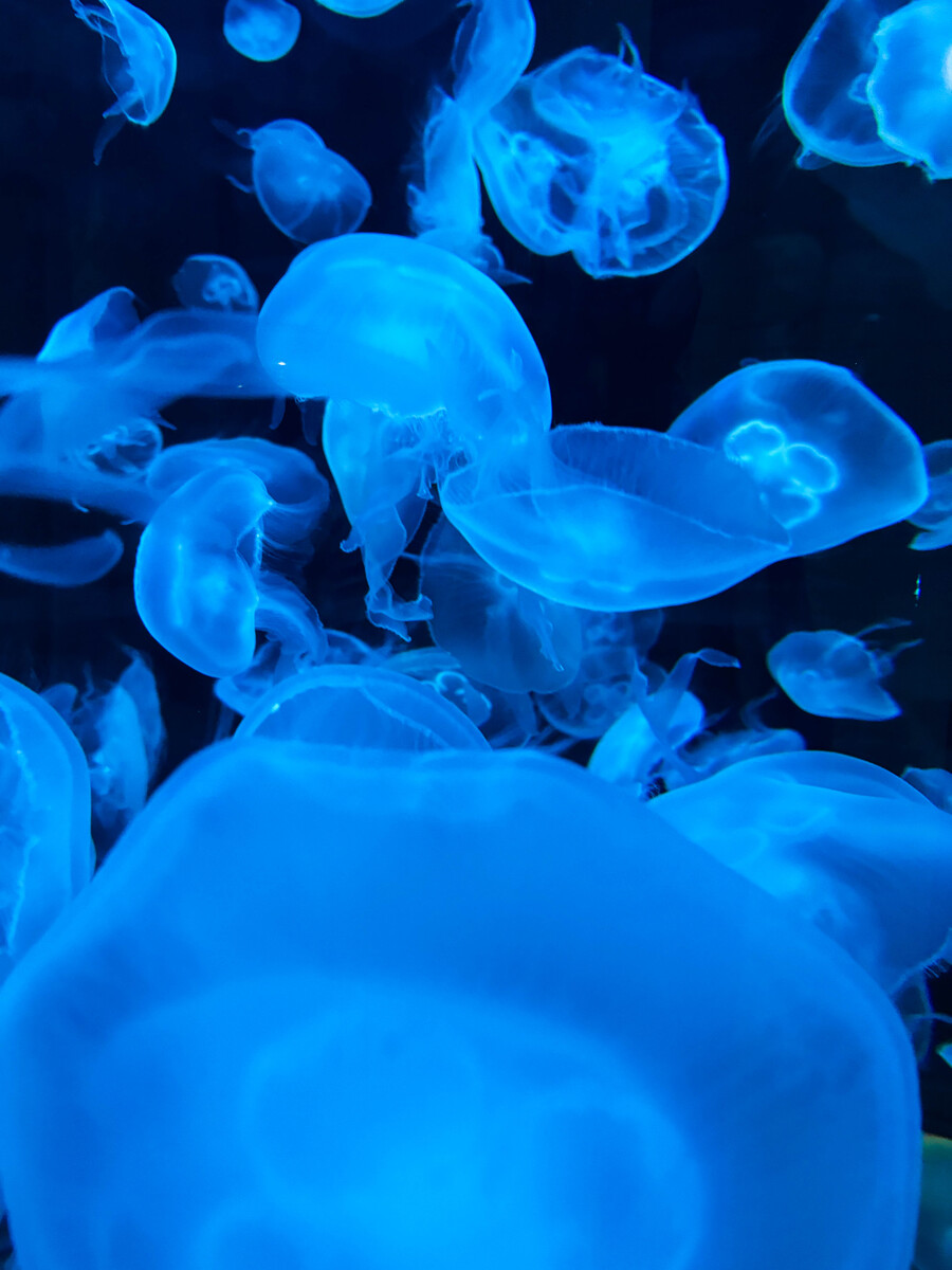 fi_jellies in blue light