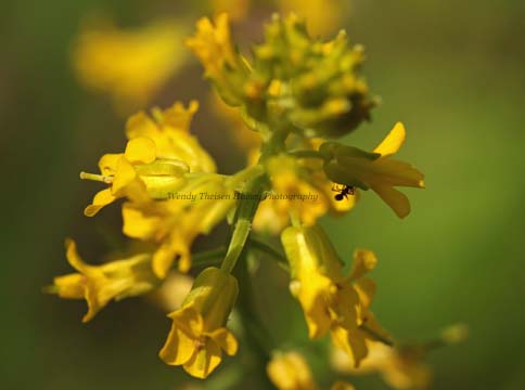 ye_Wild Mustard with ant