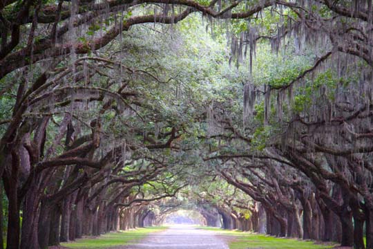 ga_live oak archway_118