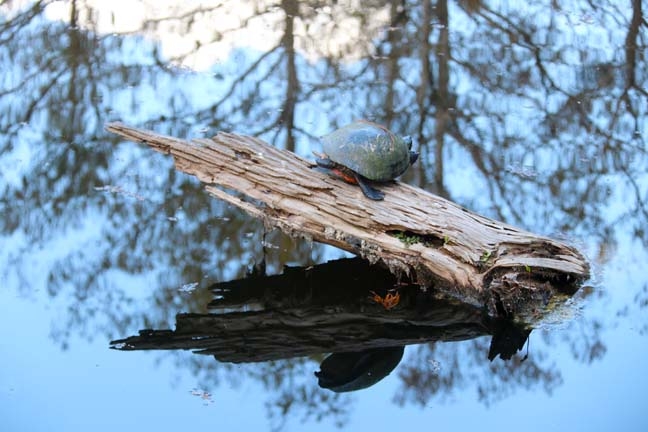 turtle on a log_093