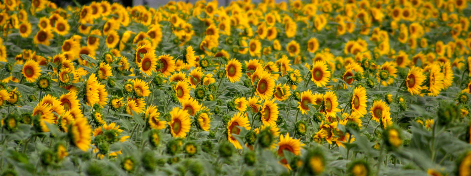 Domino fields