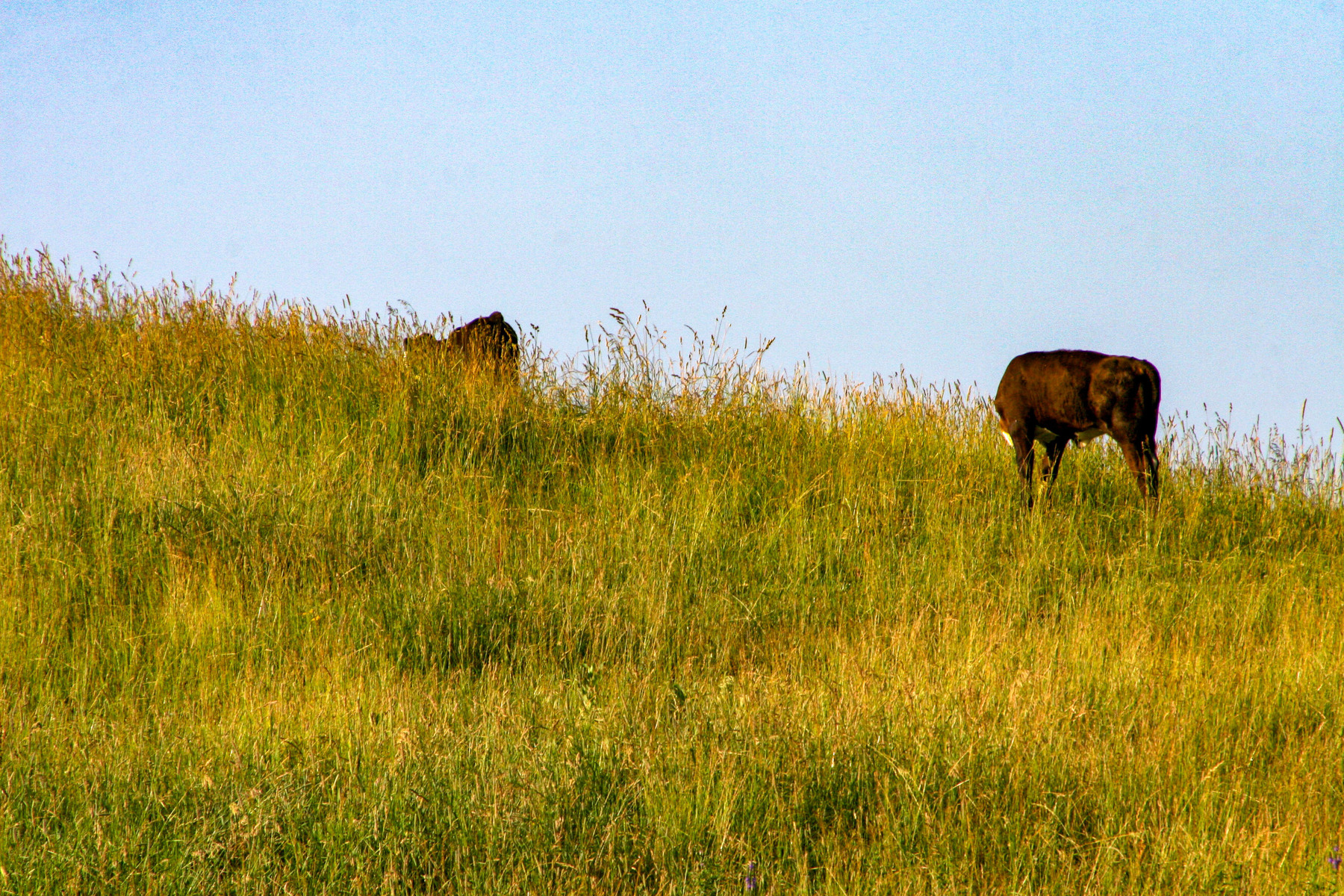 the cows go up the hills