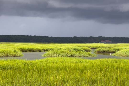 sc_Marshgrass field_019