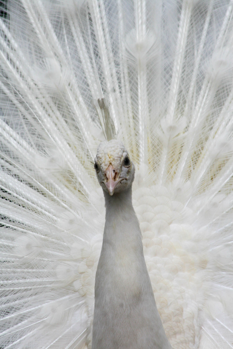 white beauty