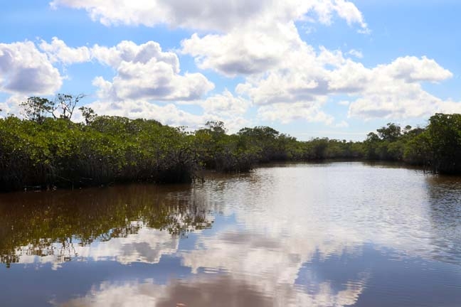 Florida Mangroves_231