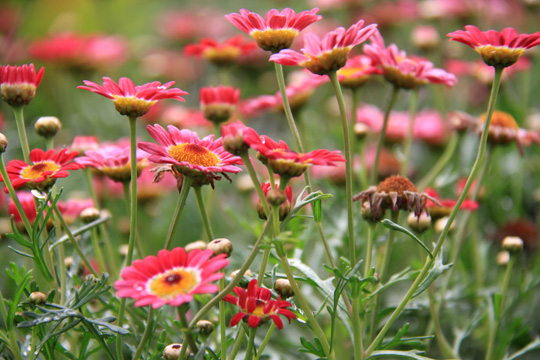 plants pink and red gallery