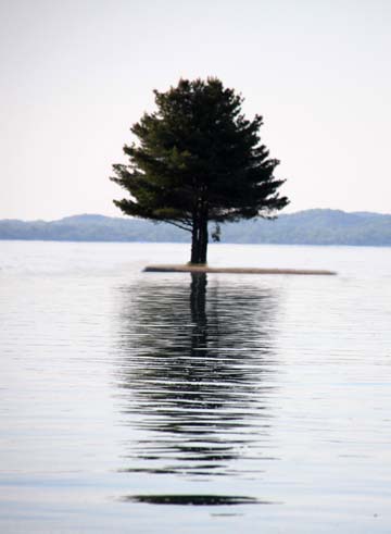 mi_Lone Tree_0274