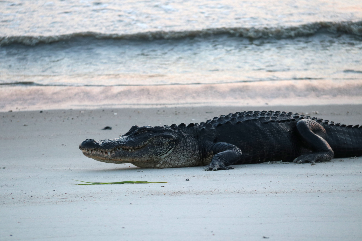 Alligator on the beach