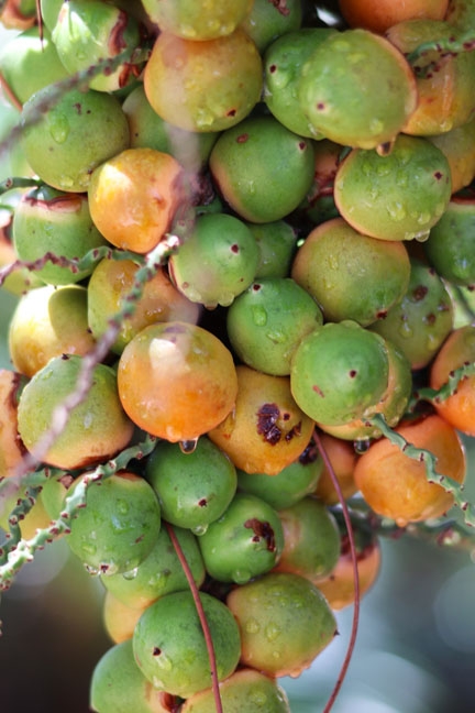 palmtree fruit_104