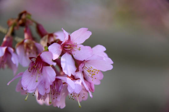 pin_Crape Myrtle Blooming 048