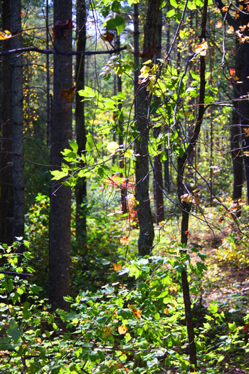 nc_fall in the woods_034