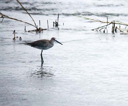 gallery of animals_birds_