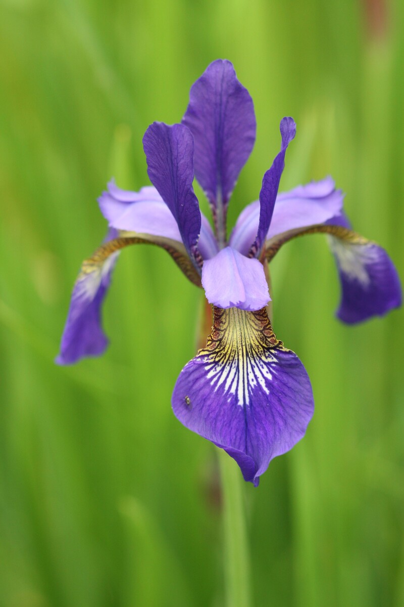 iris standing proudly