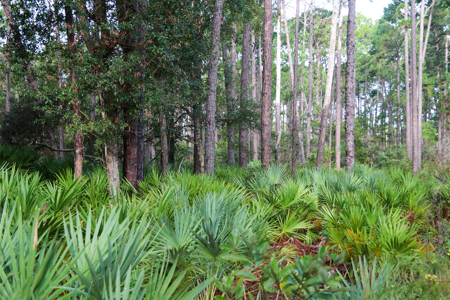 tall palmetto fronds