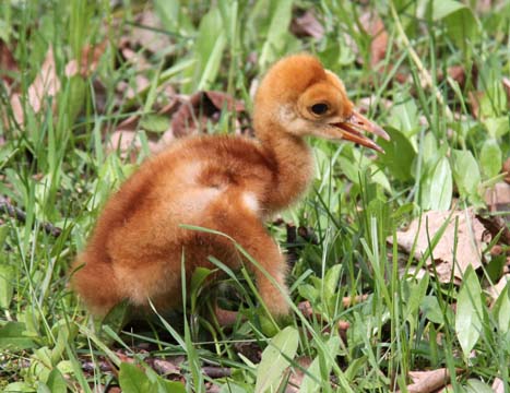 3_bi_Newly hatched Sandhill Crane_ 121