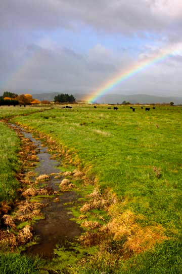 New Zealand rainbow