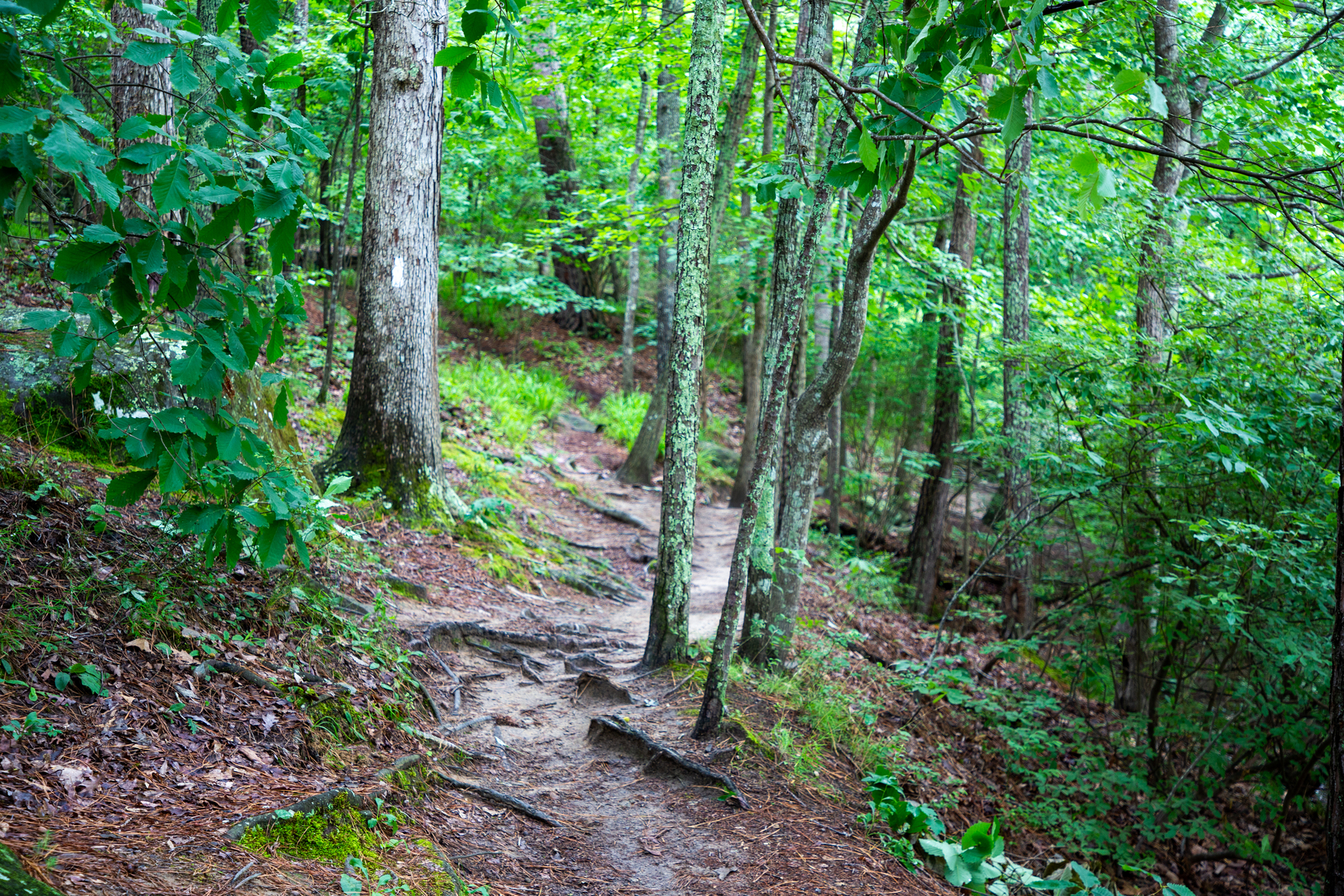 the path to the lake