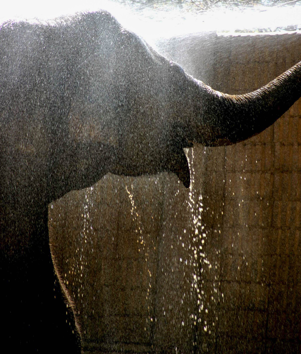 elephant shower