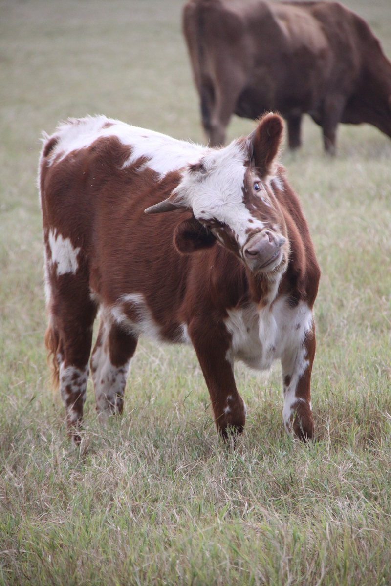 Curious cow