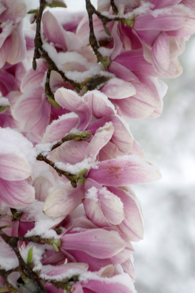 snow magnolias