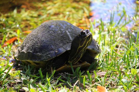 rep_sunning turtle_ 054