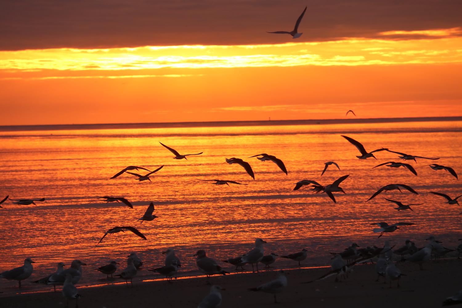 gulls fly at dawn