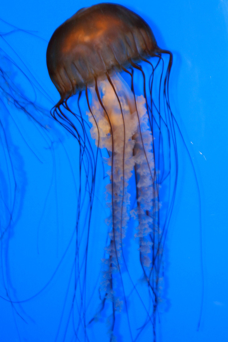 the length of a jelly