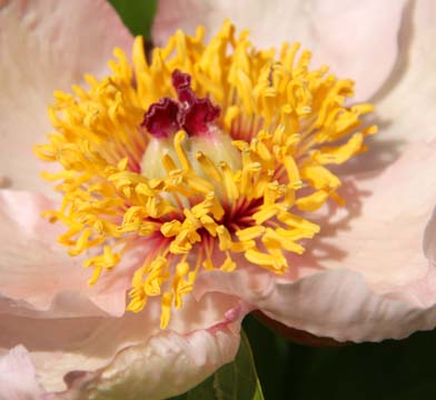 gallery plants_pink