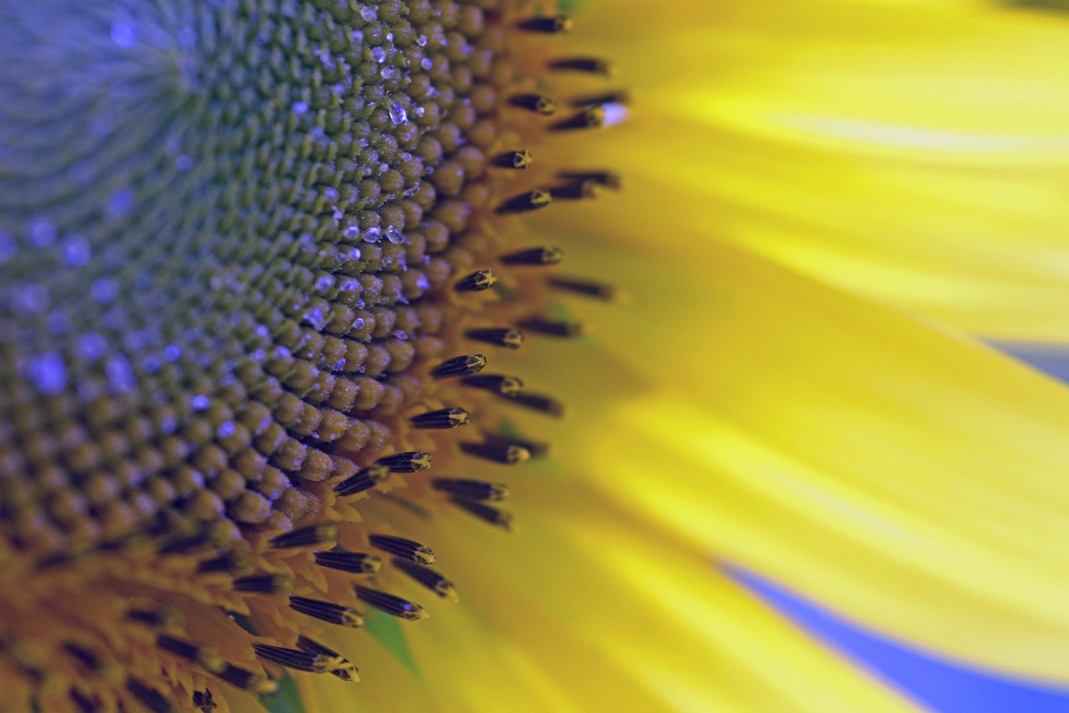 the bluedrops of sunflowers