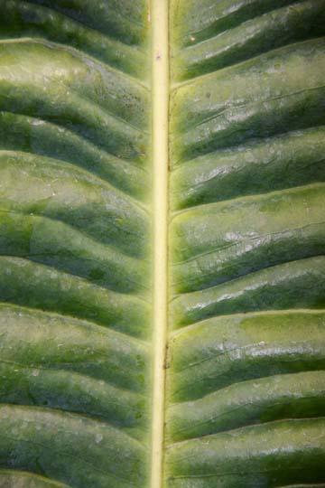 gr_big leaf_014