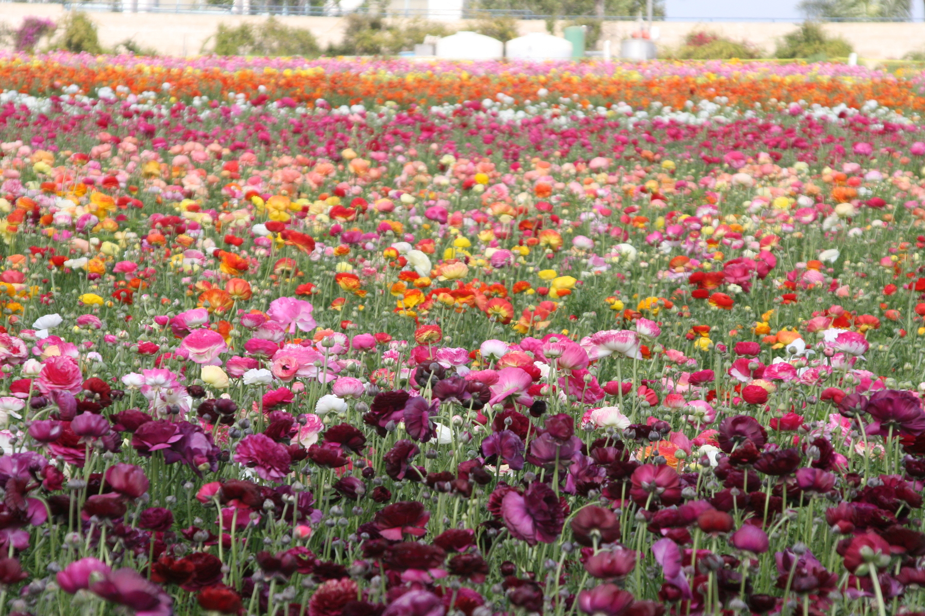 Rynuculia Fields, San Diego