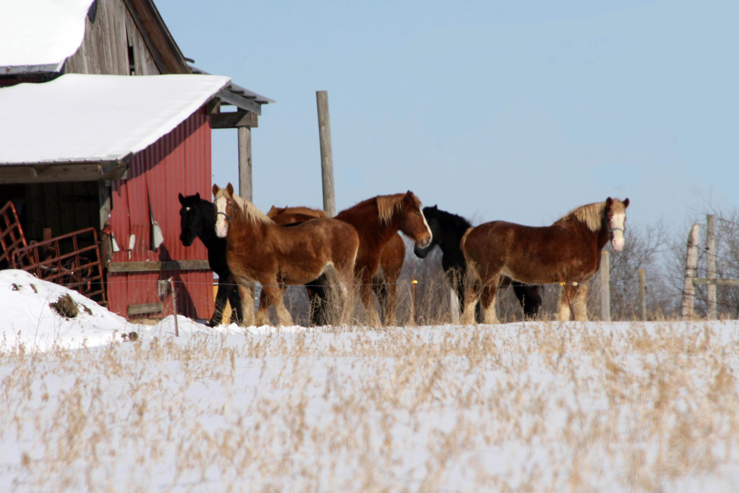 draft horses in winter