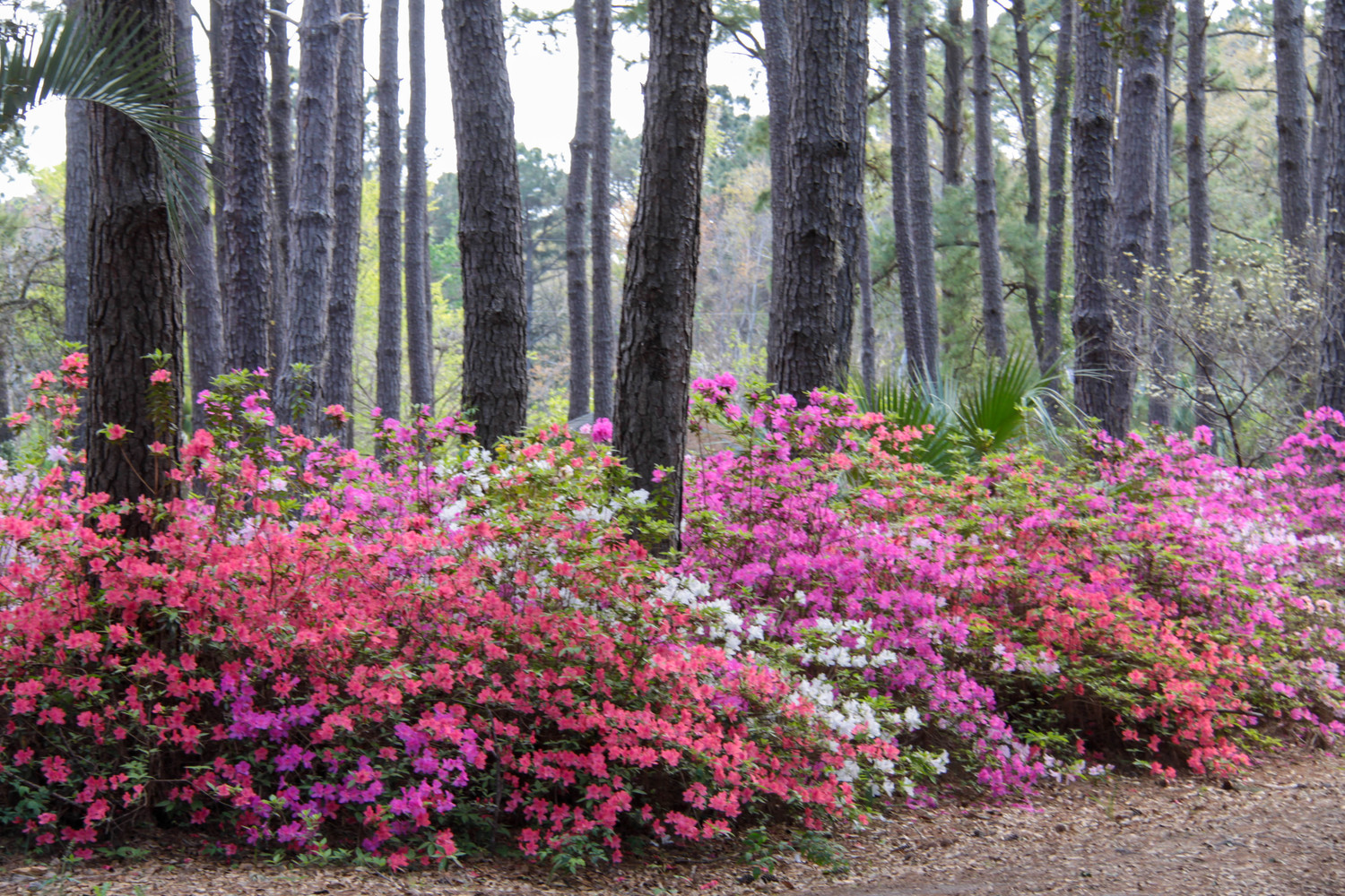 Azalias in Beaufert