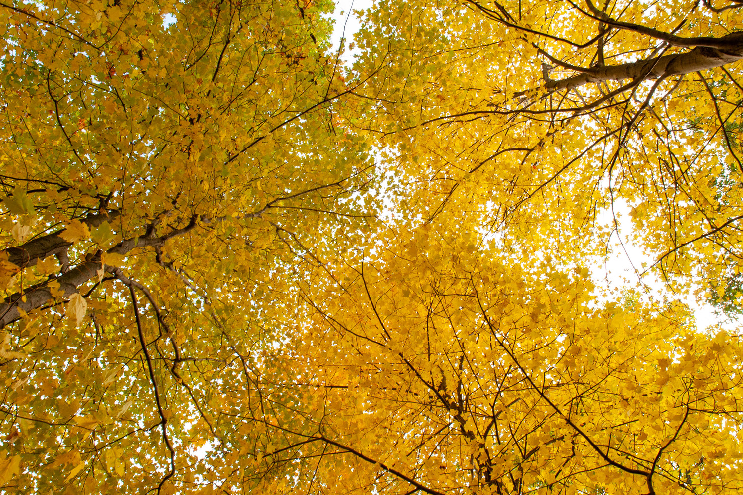 yellow treetops