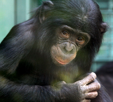 3_mo_chimp_3287