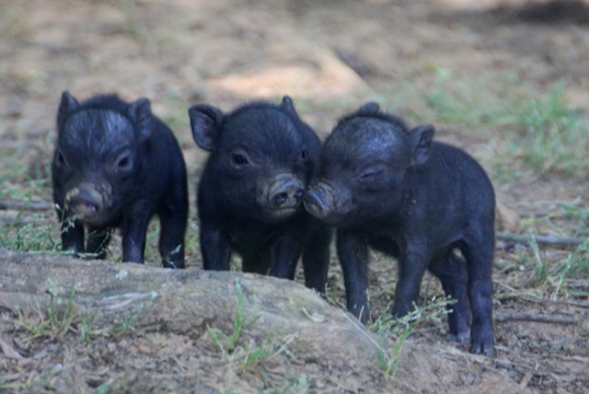 pi_baby piggies_239