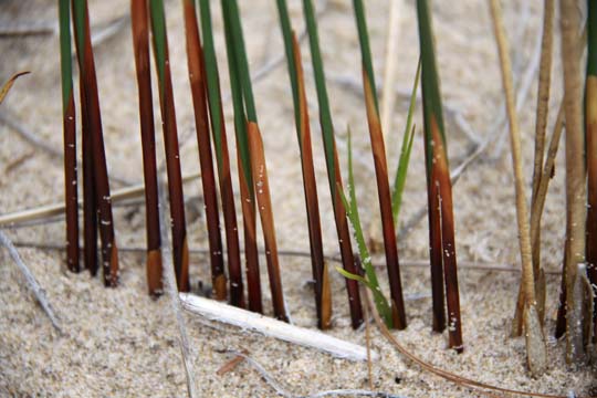 br_Beach Grass_0025