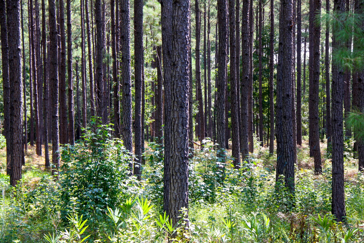 willimington woods