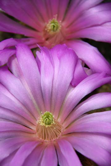 bpu_cactus flower_ 072