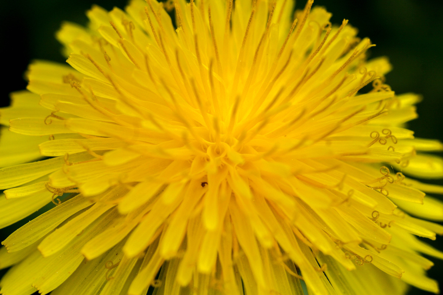 dandilion mane