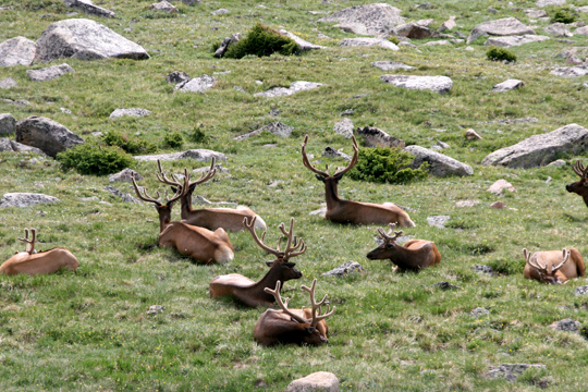 3_de_elk along the sunny side of a hill_1891