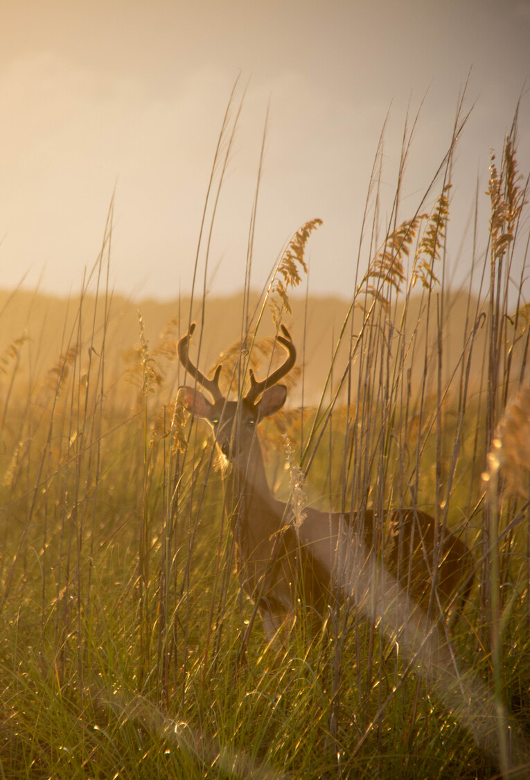 deer at Water Tower beach