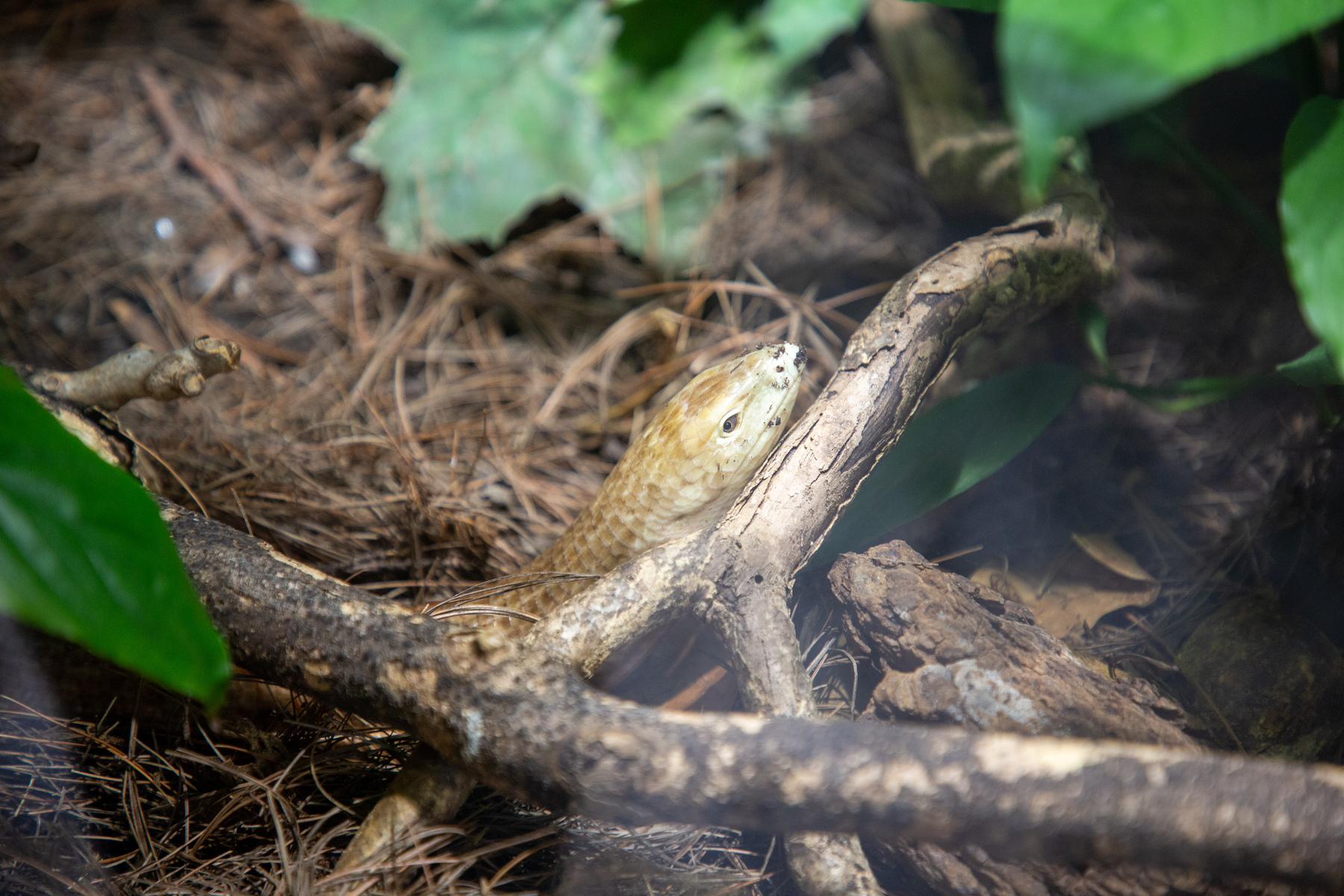 legless lizard