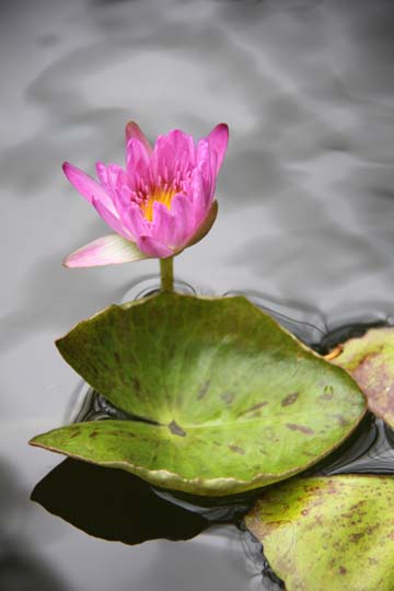 bpu_Water Lily_179